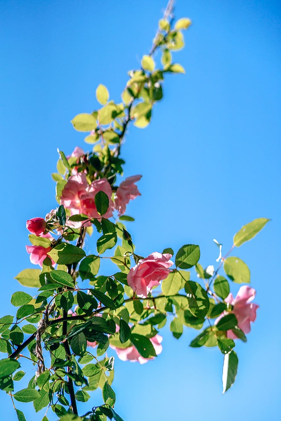 nature, flowers, blue, branches, bloom, blooming, blossom, botanical HD wallpaper