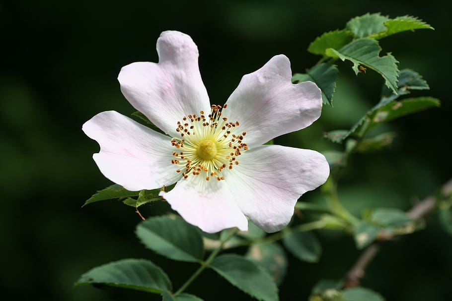 flower, wild, rose hips, leaf, spring, petals, flowering, nature HD wallpaper