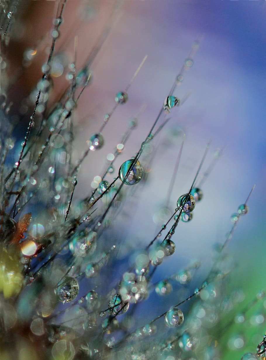 close-up photography of water dews, macro, dewdrops, morning HD wallpaper