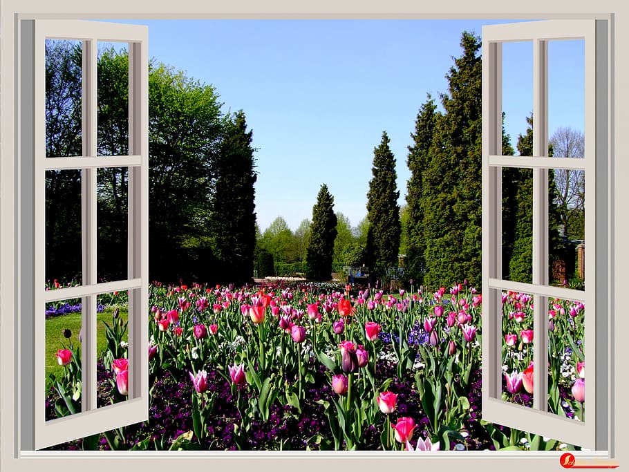 white wooden framed glass window, flowers, garden, tulips, red HD wallpaper