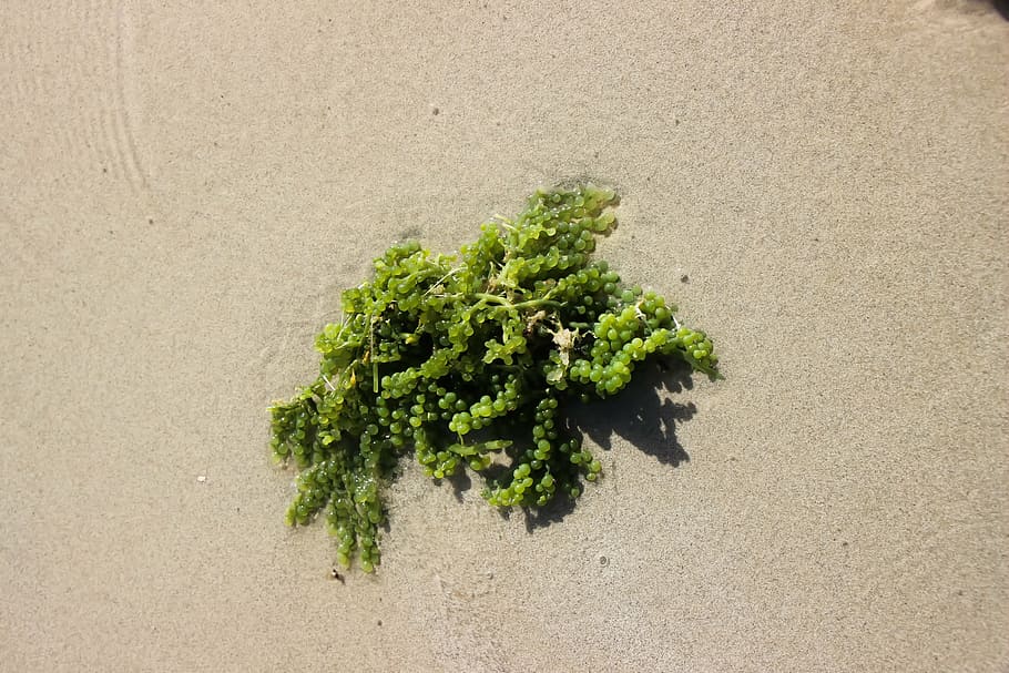 algae, sea, plant, seetang, water plants, green color, no people HD wallpaper