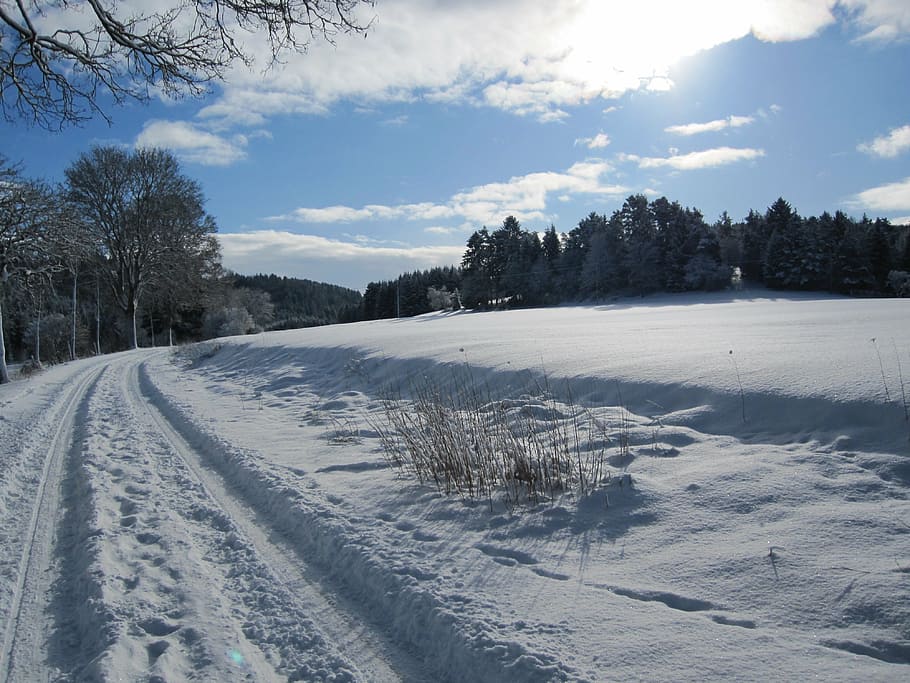 winter, snow, away, cold temperature, tree, sky, plant, covering HD wallpaper