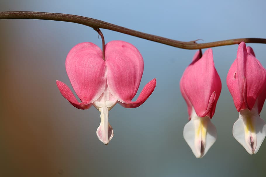 Blossom, Bloom, Flower, red, red flower, no people, close-up HD wallpaper