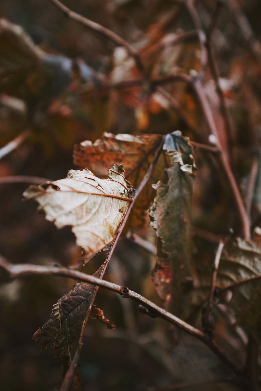 shallow focus photography of brown dried leaves, shallow focus photography of leaves HD wallpaper