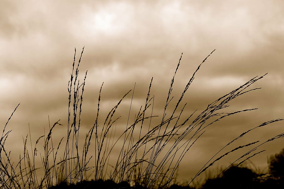 grass, sky, wind, blow, silhouette, cloud - sky, plant, nature HD wallpaper