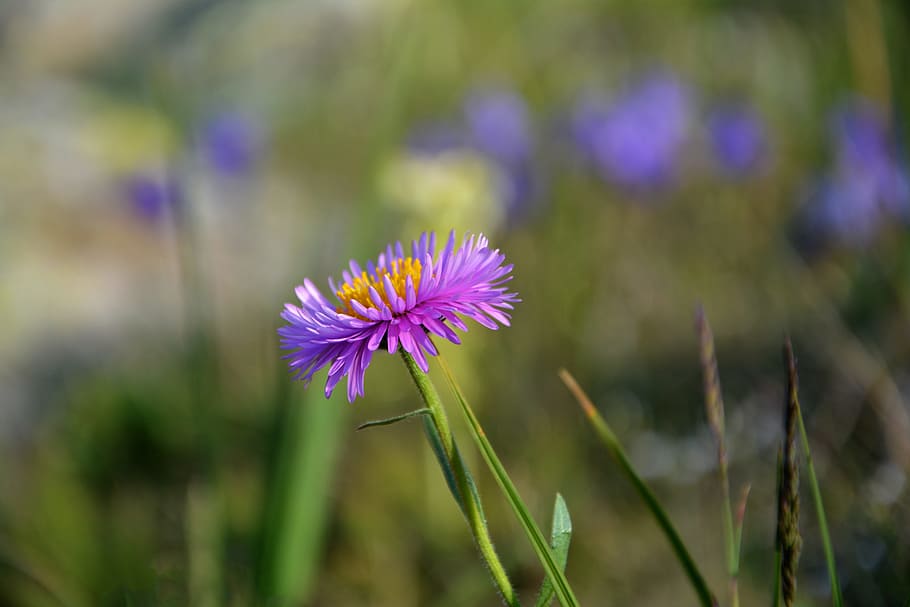 flower, nature, macro, spring flowers, plant, the leaves are HD wallpaper