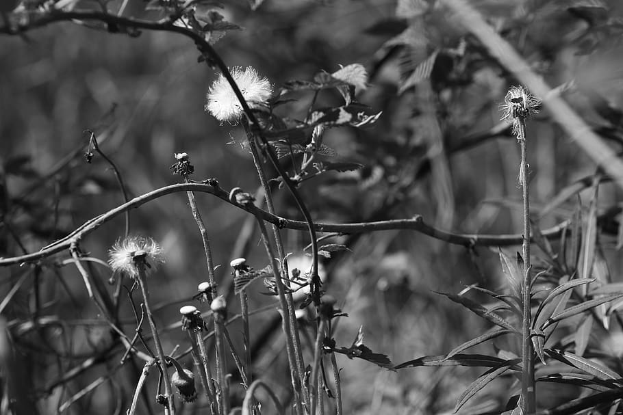 flower, spring, nature, spring flower, plant, growth, focus on foreground HD wallpaper