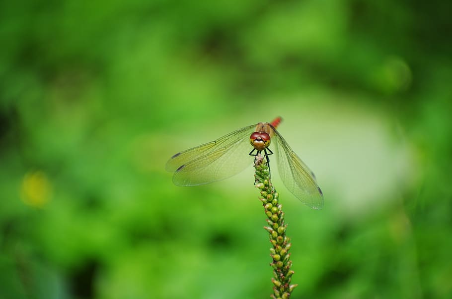 dragonfly, red dragonfly, autumn, bug, insect, green, flowers and insects HD wallpaper