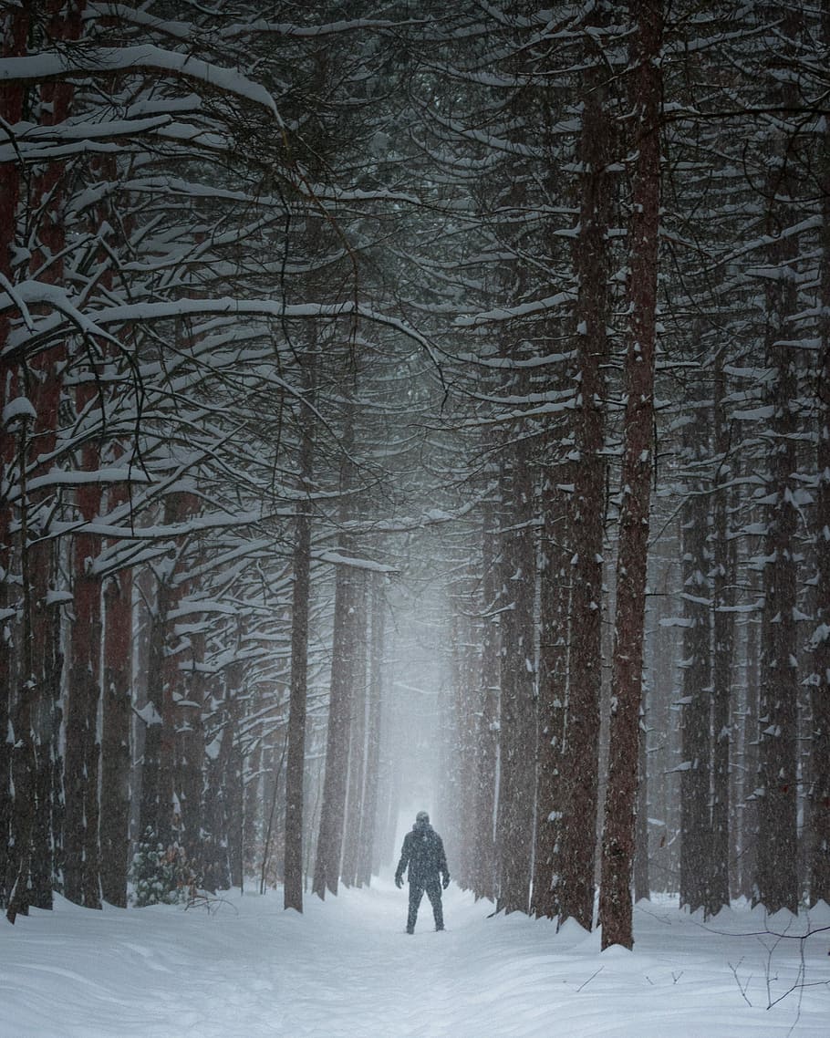 Walk into the World of Narnia, person in the middle of woods during snow