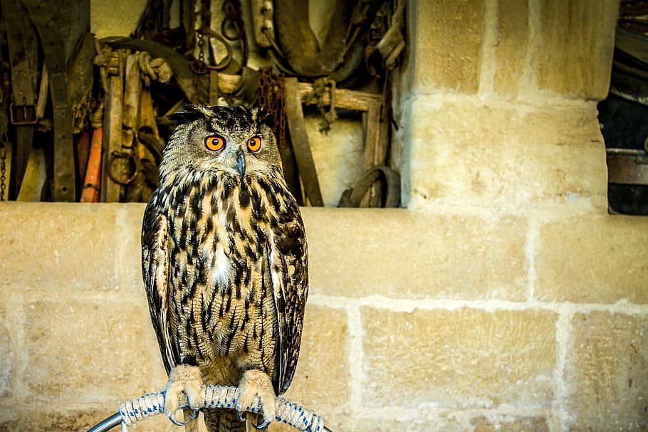 owl, raptor, feathers, bird, animal, animals, ali, volatile HD wallpaper