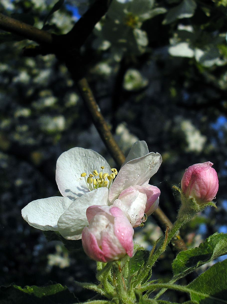 spring, apple tree, flower, nature, trees, plant, flowering plant HD wallpaper