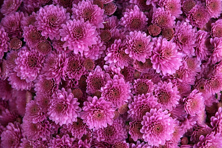 photo of purple petaled flowers, chrysanthemum, pink, bloom, blossom