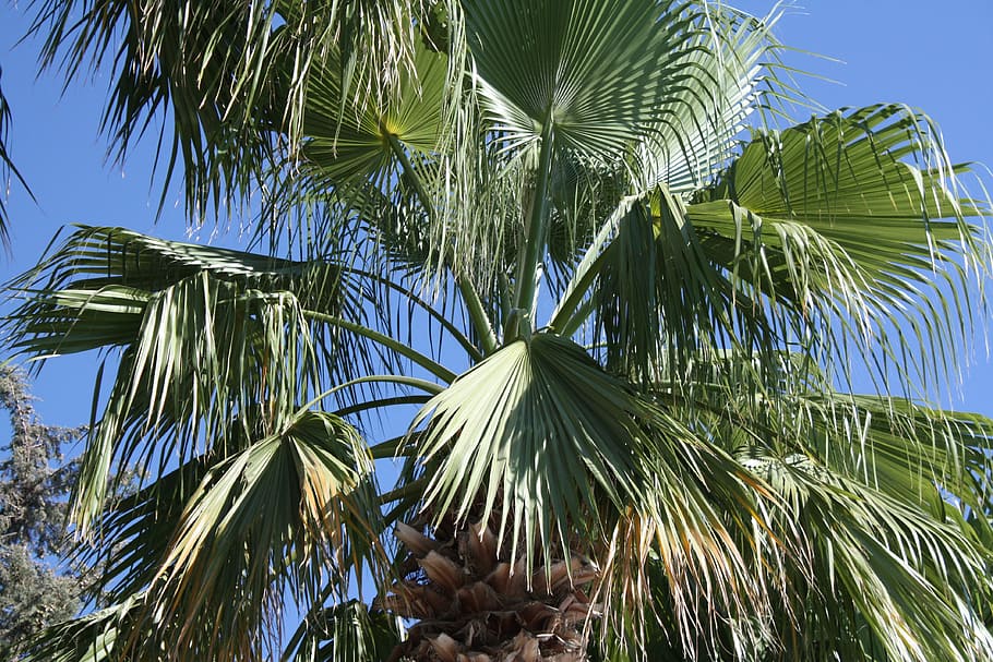 palma, foliage, tropical, greece, palm trees, wind, blue, holidays HD wallpaper