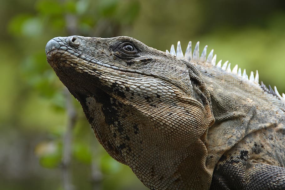 brown reptile, iguana, lizard, animal, creature, exotic, tropical HD wallpaper