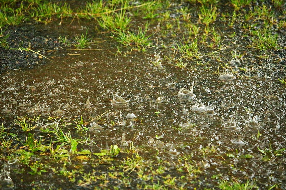 green grass, rain, puddle, drip, water, raindrop, storm, weather HD wallpaper