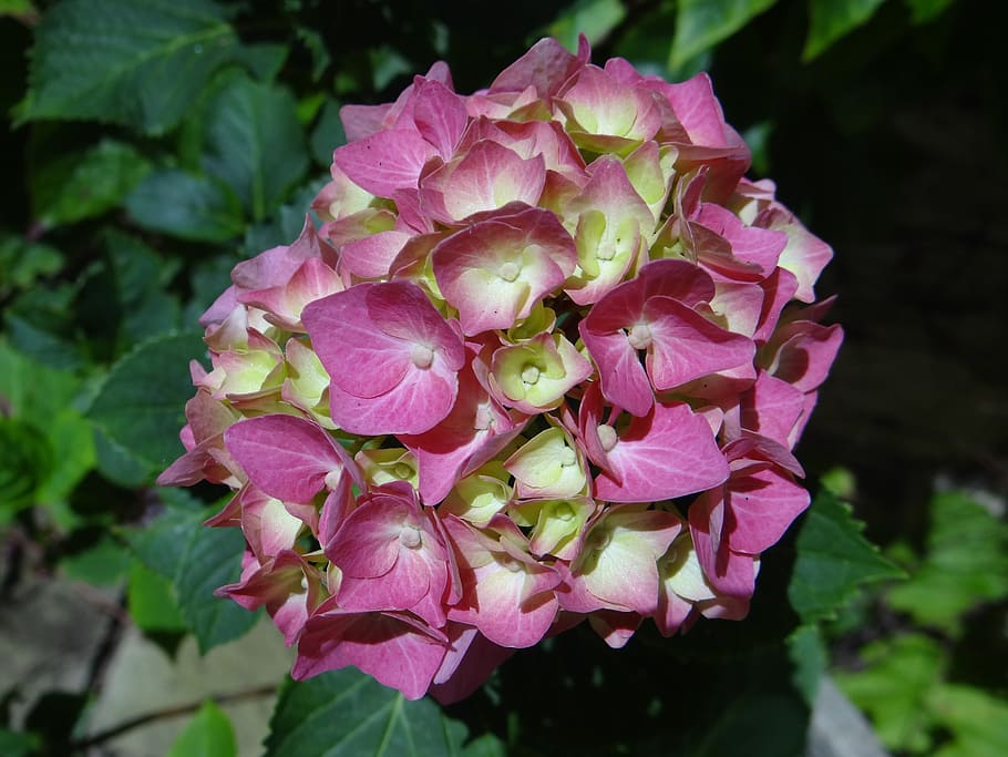 hydrangea, pink, summer, garden, botanical, flower, flowering plant HD wallpaper