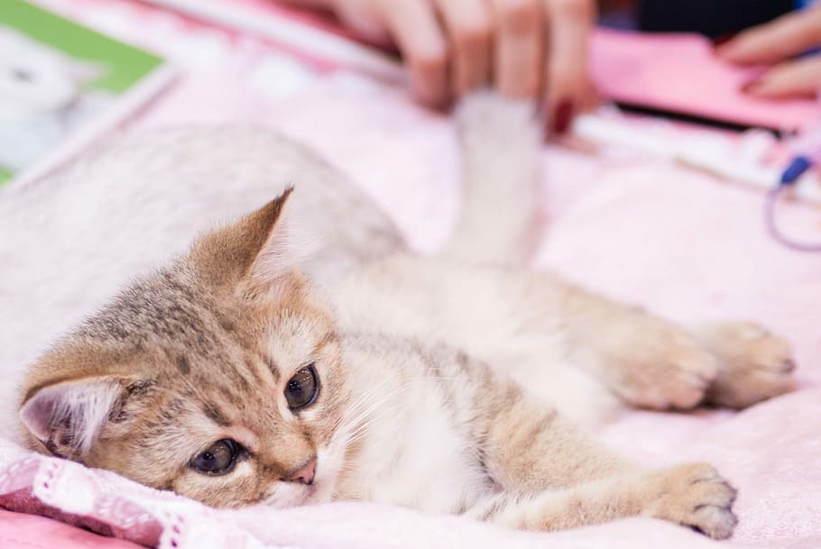 Kittens, Cats, Pet, Animals, pets, one animal, animal themes HD wallpaper