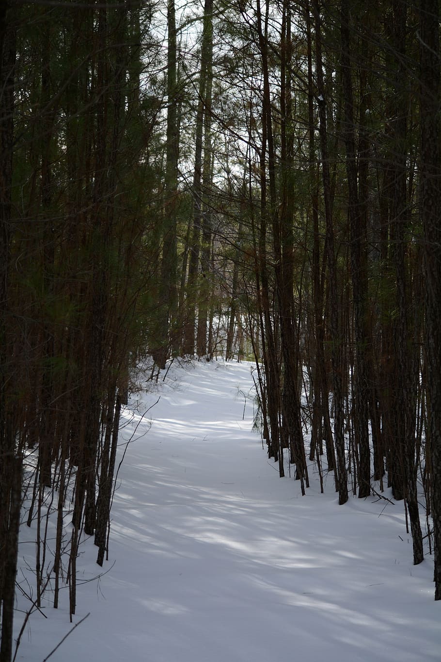 forest, path, snowy, pathway, walk, winter, white, tree, plant HD wallpaper