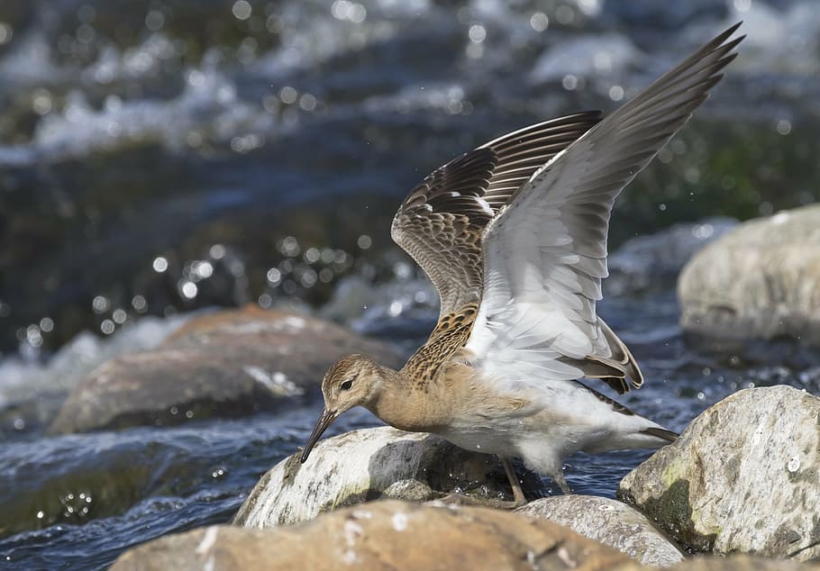 ruff, power, river, rapids, water, flow, bird, summer, puurijärvi HD wallpaper