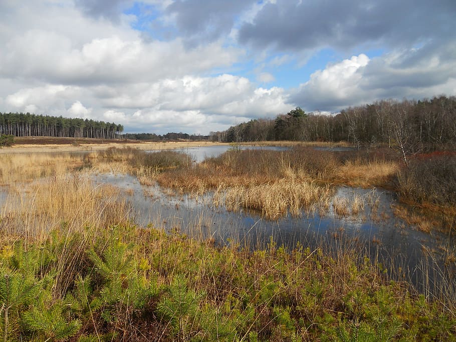 heide, ven, moorland, water, cloud - sky, plant, grass, scenics - nature HD wallpaper
