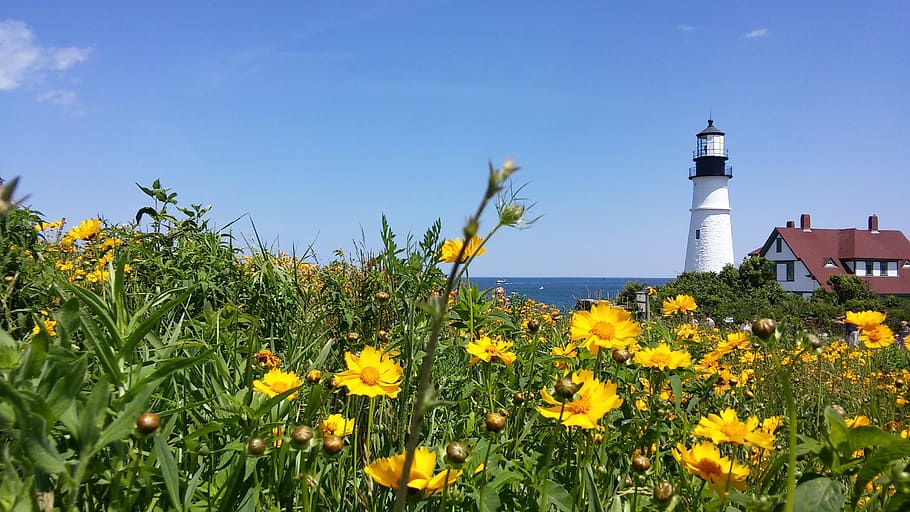 bed of yellow flowers near lighthouse, Coreopsis, Lanceolata HD wallpaper