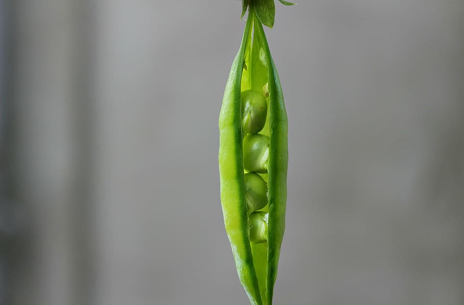 pea, pod, green, vegetable, plant, green color, freshness, no people HD wallpaper