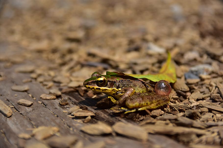 taiwan, hsinchu, frog, animal themes, one animal, animal wildlife HD wallpaper