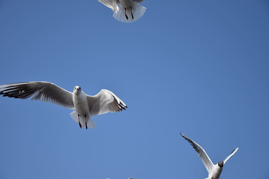 sky, bird, seagull, flying, spread wings, animal themes, animals in the wild HD wallpaper