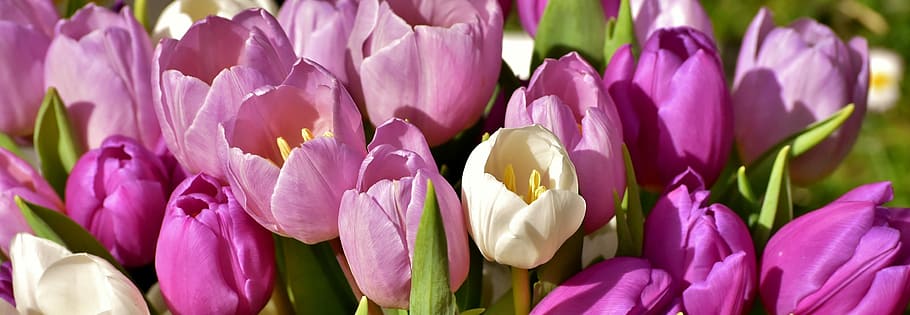 pink and white tulips at daytime, purple, spring, flowers, close HD wallpaper