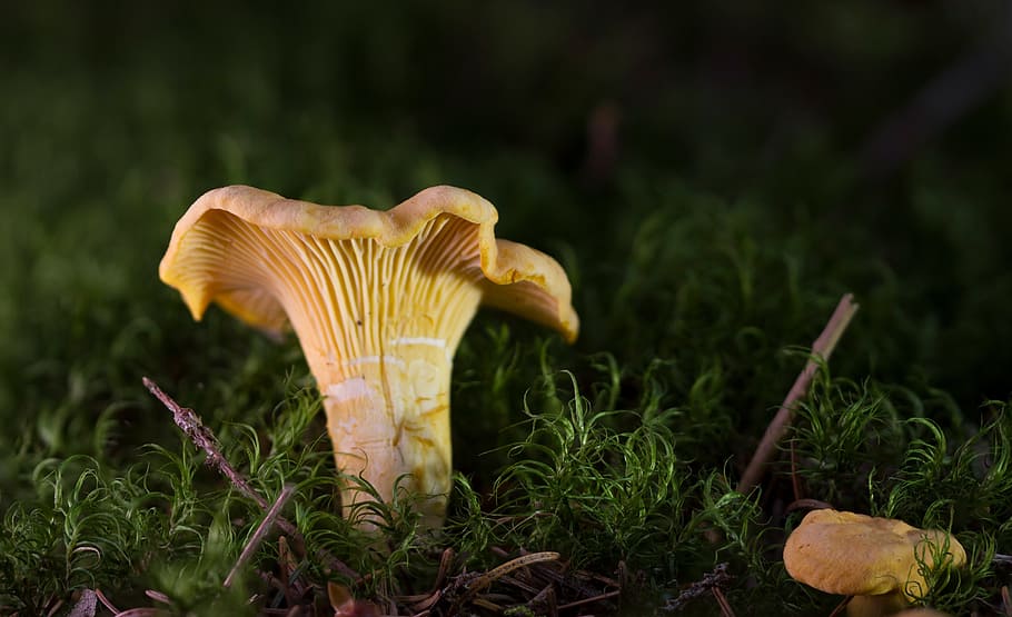 close-up photo of beige mushroom on grass field, chanterelle