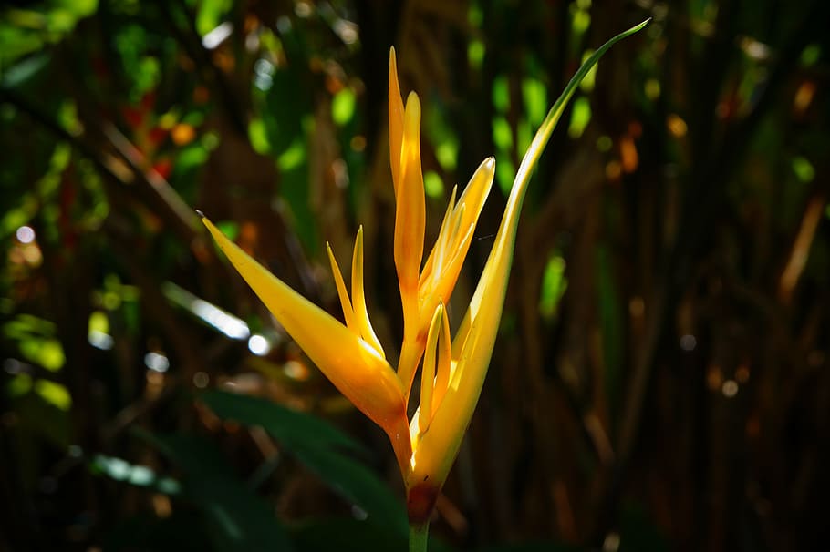 flower, stem, nature, orange, leaves, el salvador, plant, beauty in nature HD wallpaper