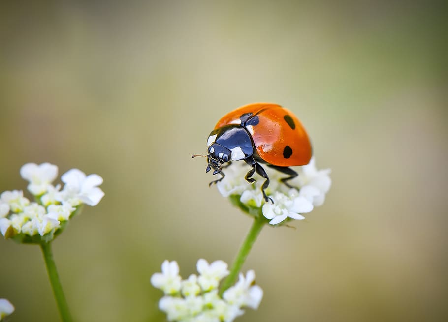 macro, wallpaper, ladybug, yeşil, insect, flowering plant HD wallpaper