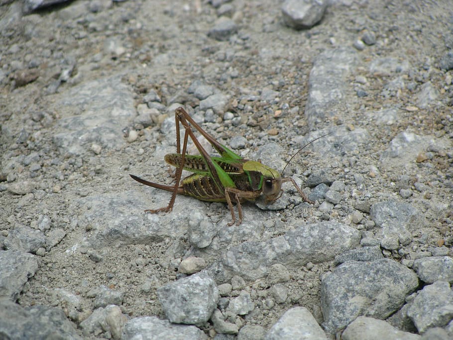Grasshopper, Insect, Locust, green, nature, bug, one animal HD wallpaper