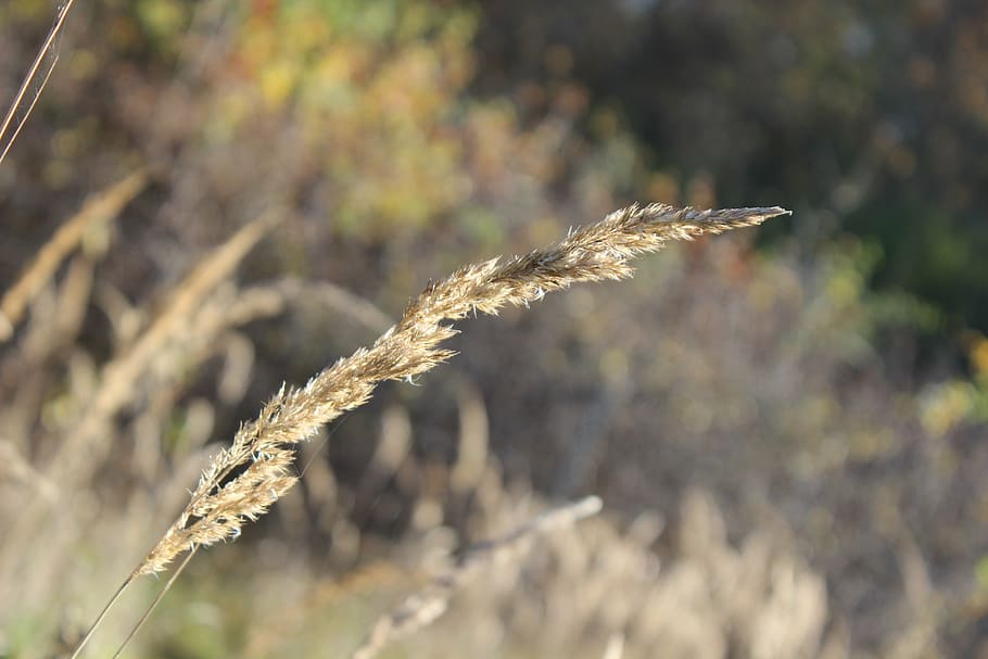 halm, grass, meadow, close, autumn, plant, out of focus, flora HD wallpaper