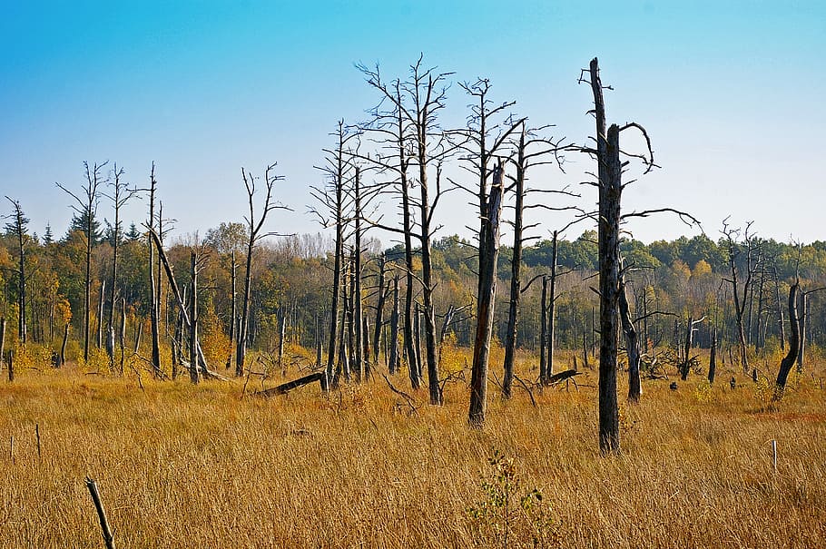 bare trees on grass field, moor, dying tree, nature, environment HD wallpaper