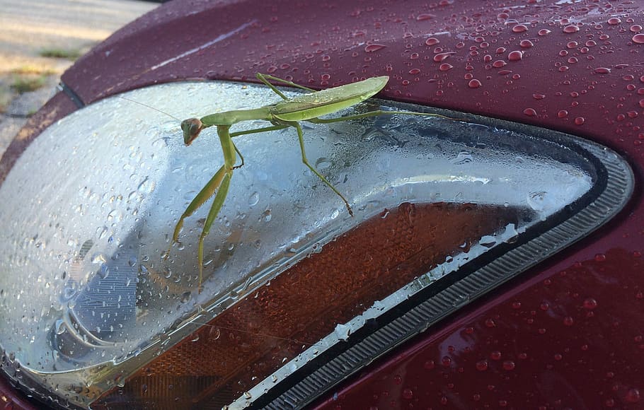 Praying Mantis, Insect, Headlight, green, red, no people, one animal HD wallpaper