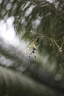 spider, net, tropical, exotic, weaver, golden, silk, orb, big HD wallpaper