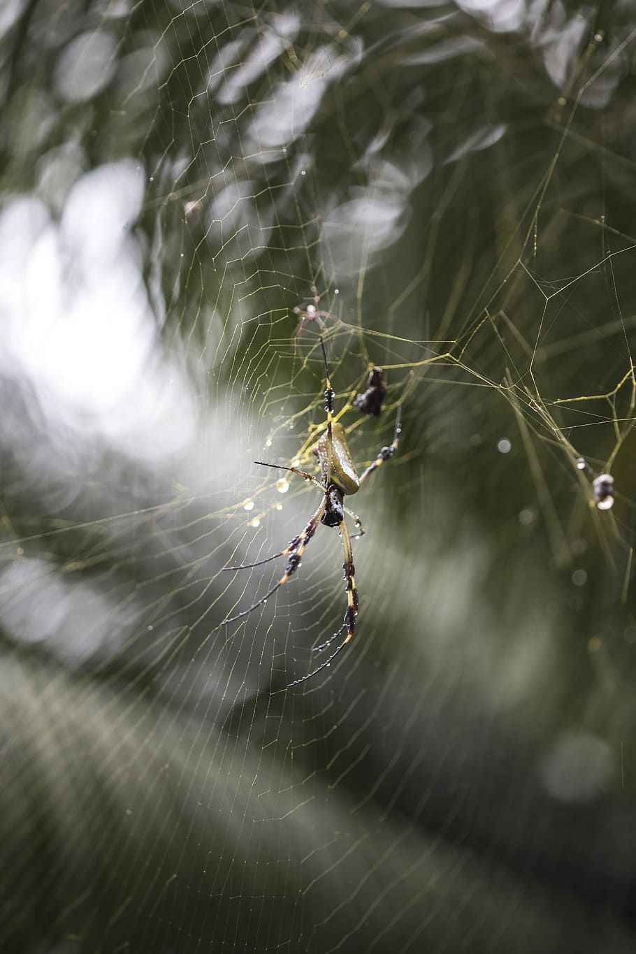 spider, net, tropical, exotic, weaver, golden, silk, orb, big HD wallpaper