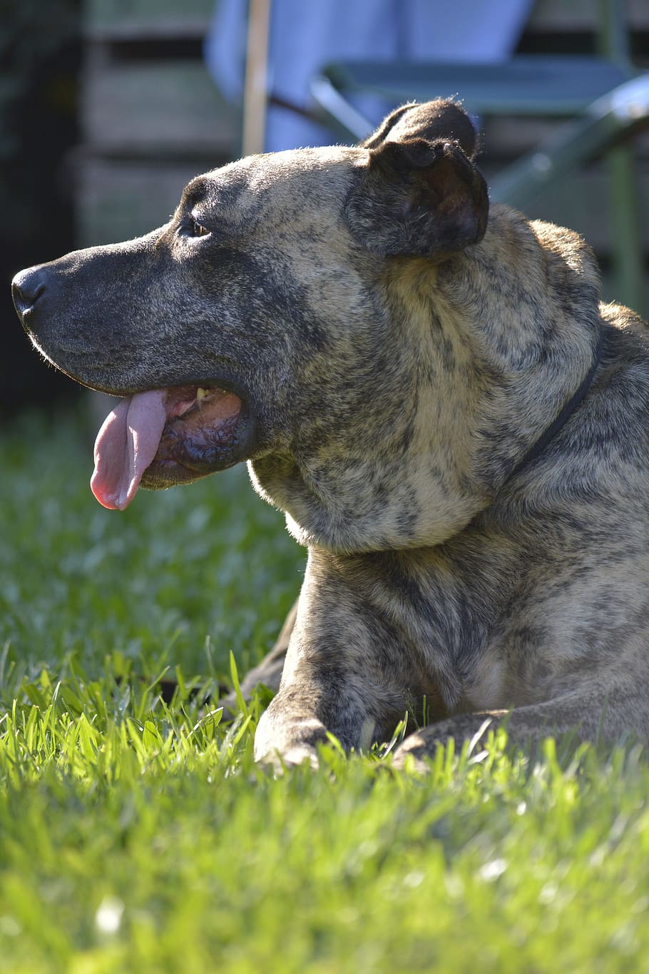 Pets, Dog, Profile, profile dog, one animal, grass, animal themes HD wallpaper