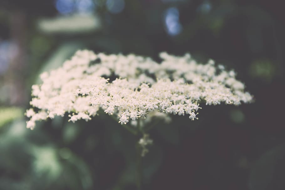 white, flower, nature, plant, beauty in nature, flowering plant HD wallpaper