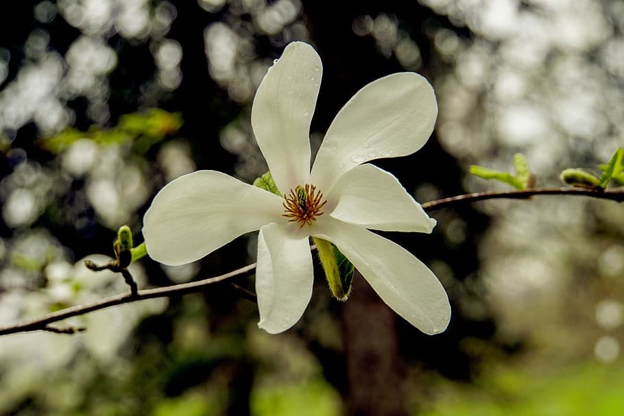 magnolia, white, spring, blossom, perennial, flower, nature HD wallpaper