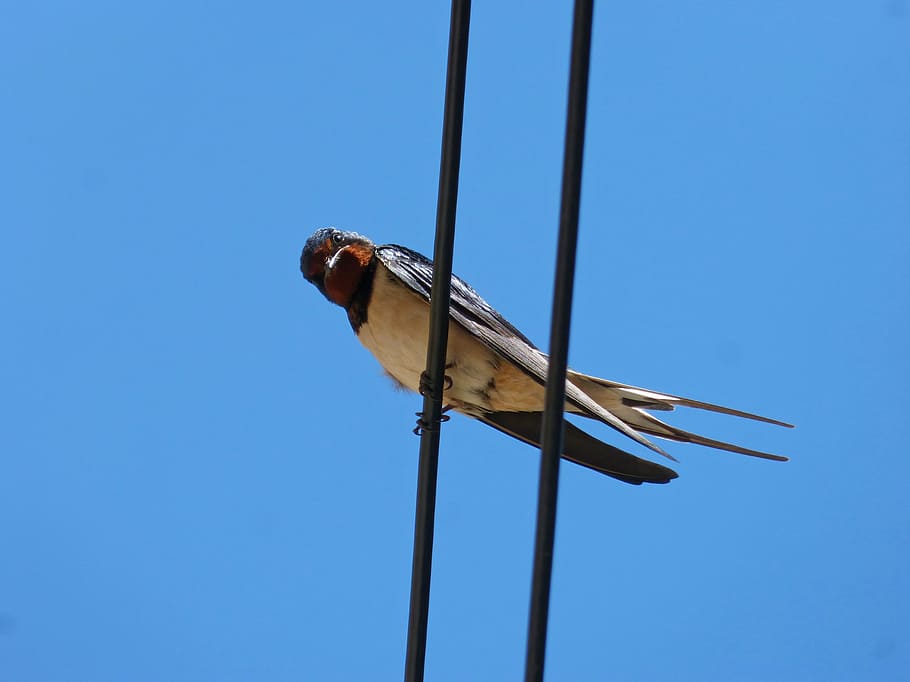 swallow, cables, lookout, observe, oreneta, blue, sky, clear sky HD wallpaper