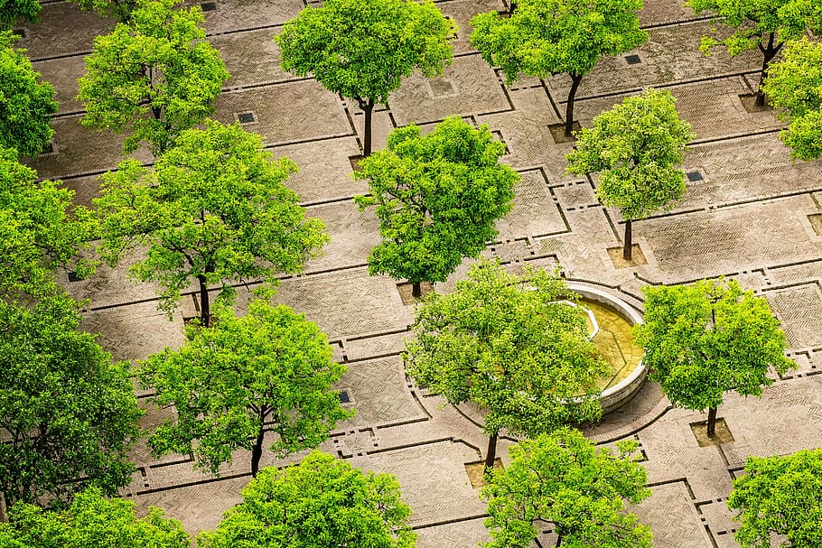 green leafed trees on gray concrete floor, city, paving, nature HD wallpaper