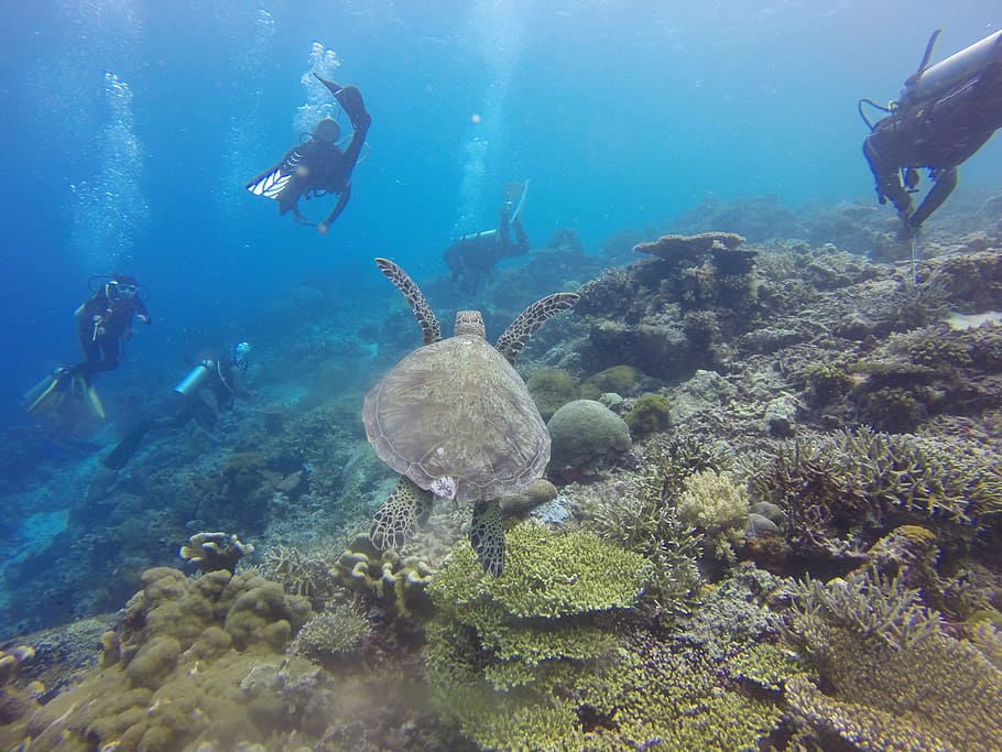 brown turtle underwater photography, scuba diving, diver, green turtle HD wallpaper