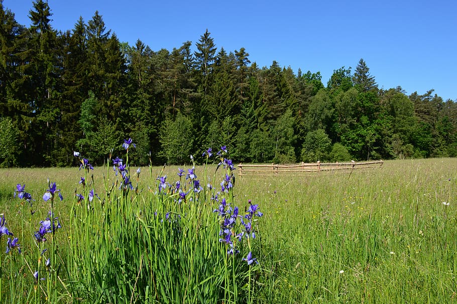 iris, siberian iris, flower, meadow, protected, rare, violet HD wallpaper