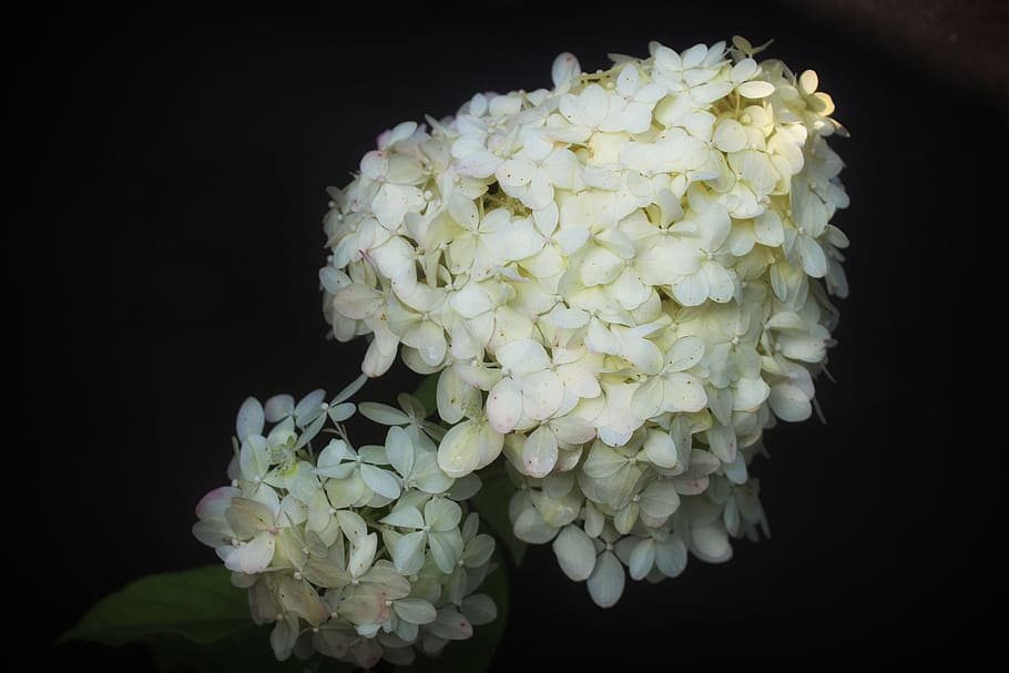 hydrangea, flower, hydrangeas, black background, close-up, vulnerability HD wallpaper