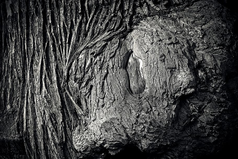 tree, tree bark, log, nature, tribe, wood, forest, structure HD wallpaper