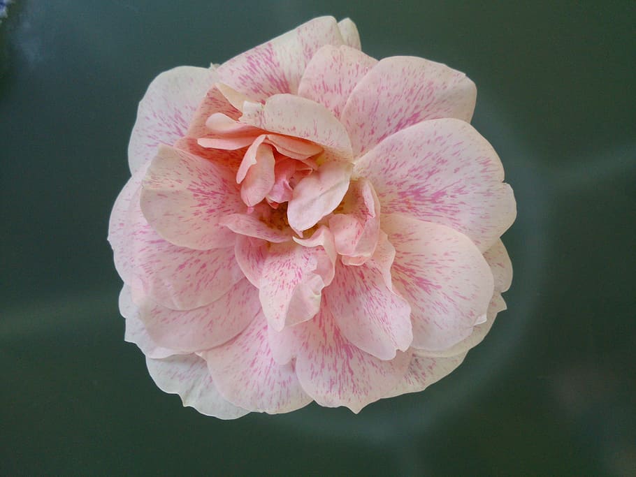 rose, garden, rose bloom, fragrance, flower, flowering plant HD wallpaper