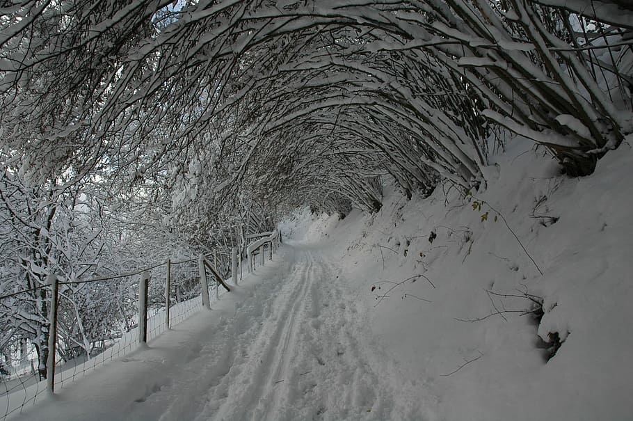 Winter, Shrubs, Snow, Covered, cold temperature, nature, tree HD wallpaper