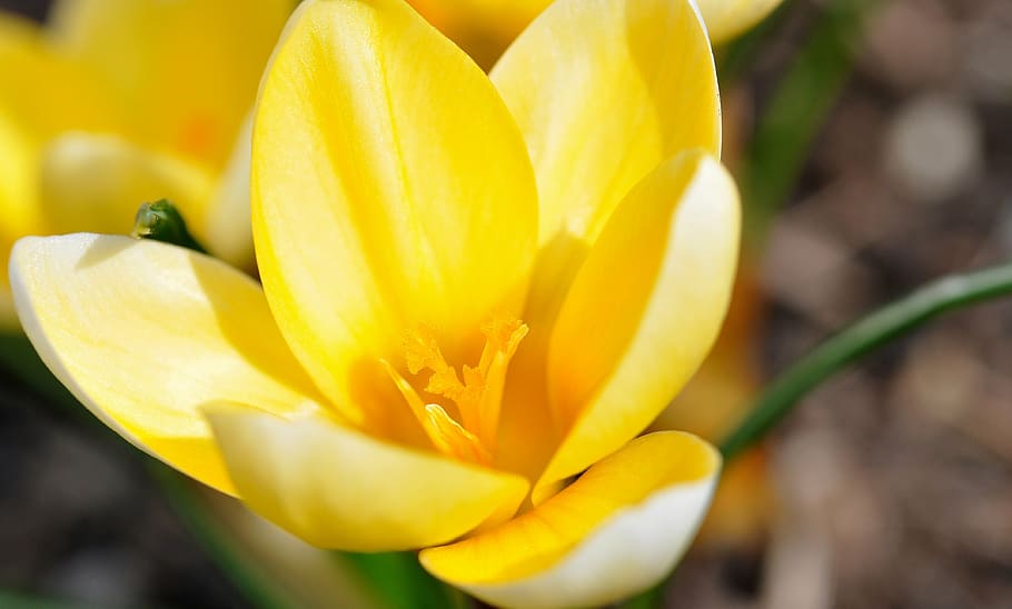 crocus, flower, blossom, bloom, plant, yellow, harbinger of spring HD wallpaper